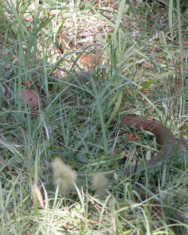 colubro di Esculapio Zamenis longissimus